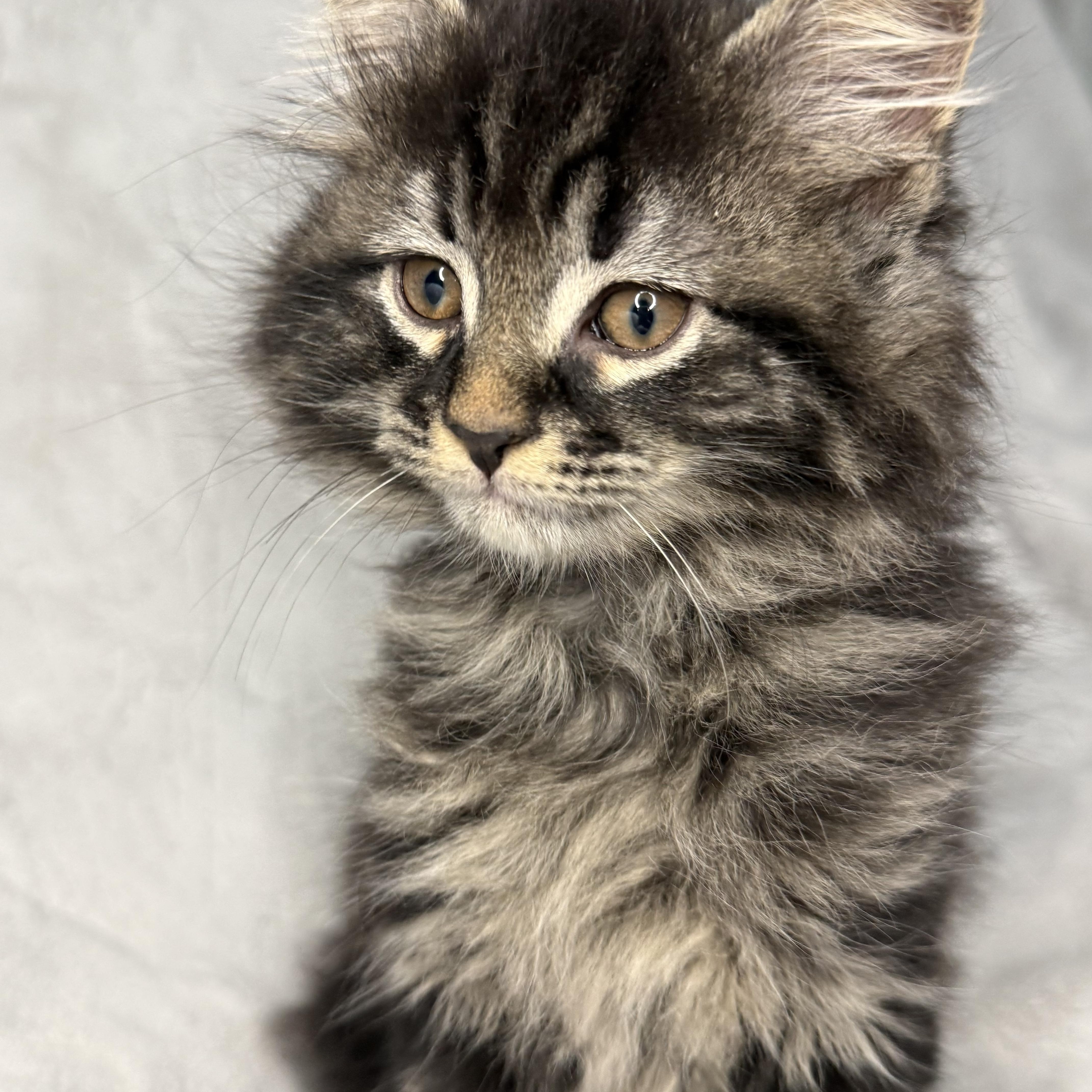 The Friends Crew ... Fluffy, a ADOPTABLE Domestic Long Hair in Hickory, NC image 4/4