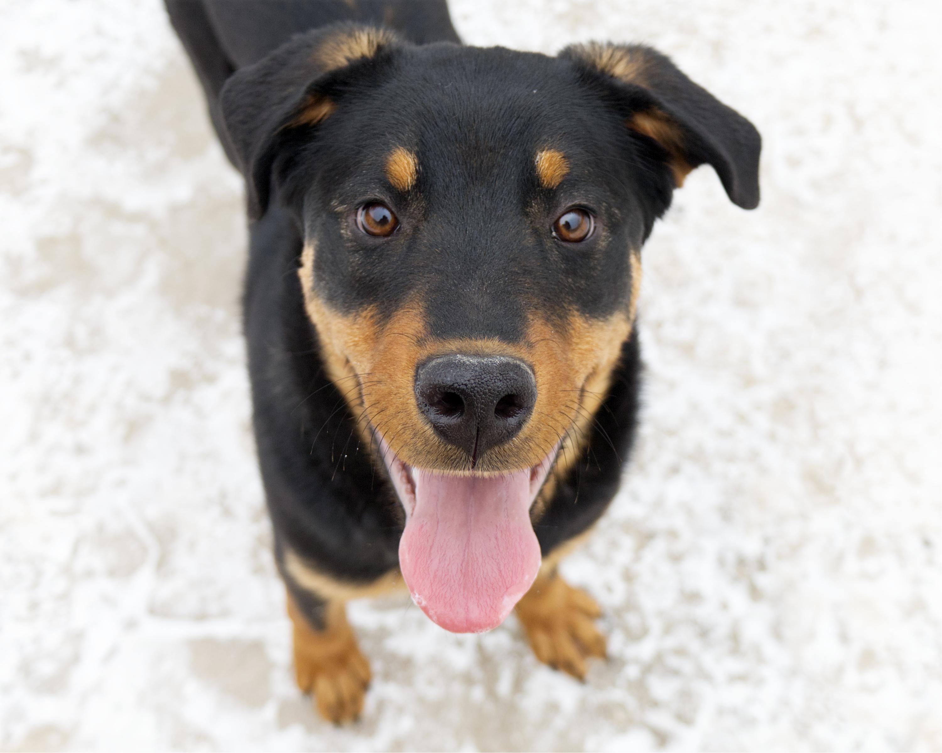 Samuel, adoptable, Young Male Rottweiler.