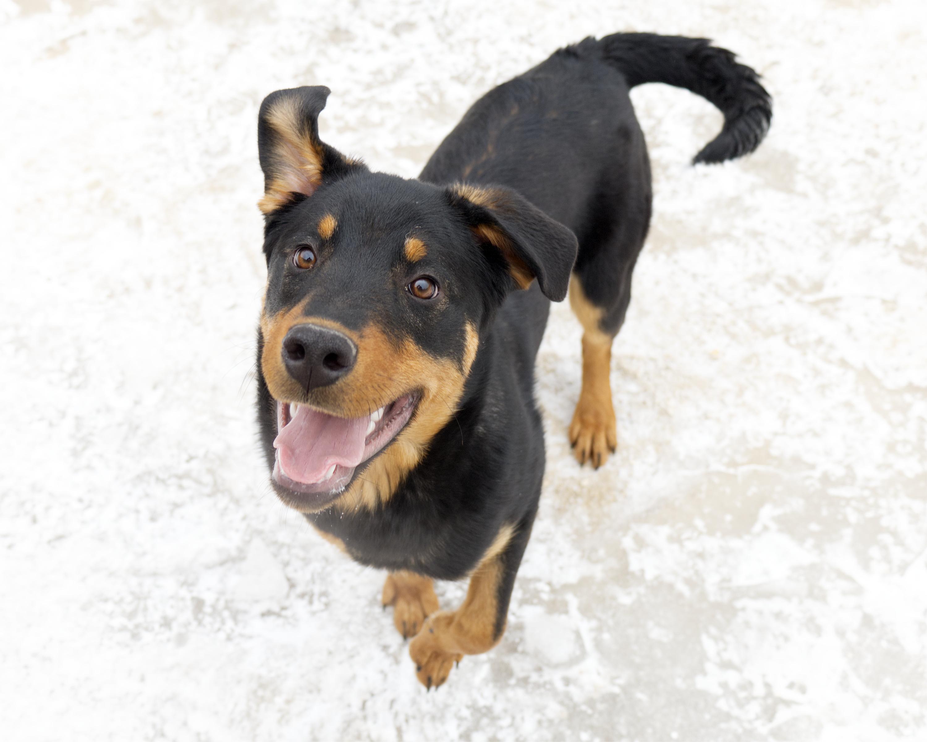 Samuel, an adoptable mixed breed in Winnipeg, MB image 2/3