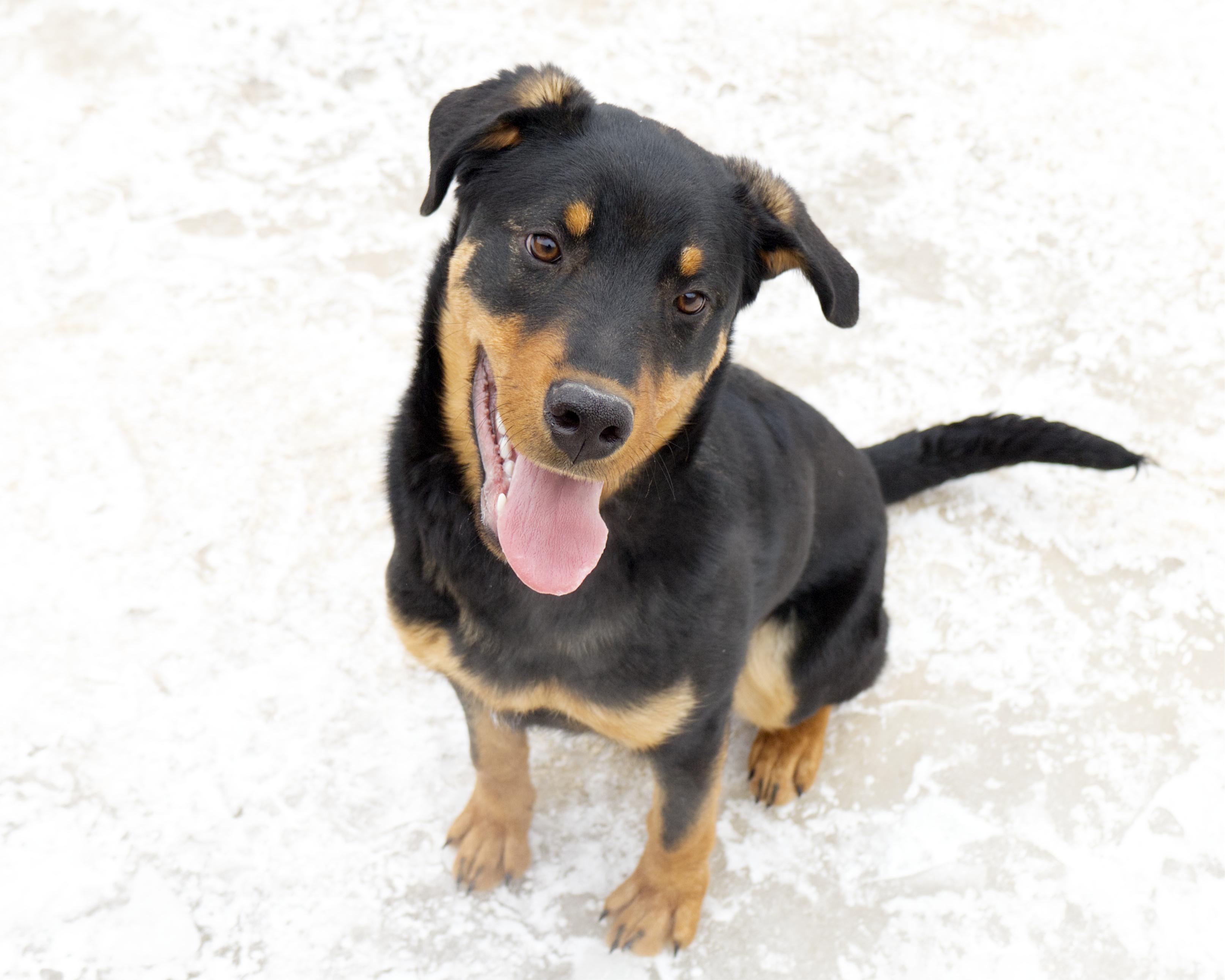 Samuel, an adoptable mixed breed in Winnipeg, MB image 3/3