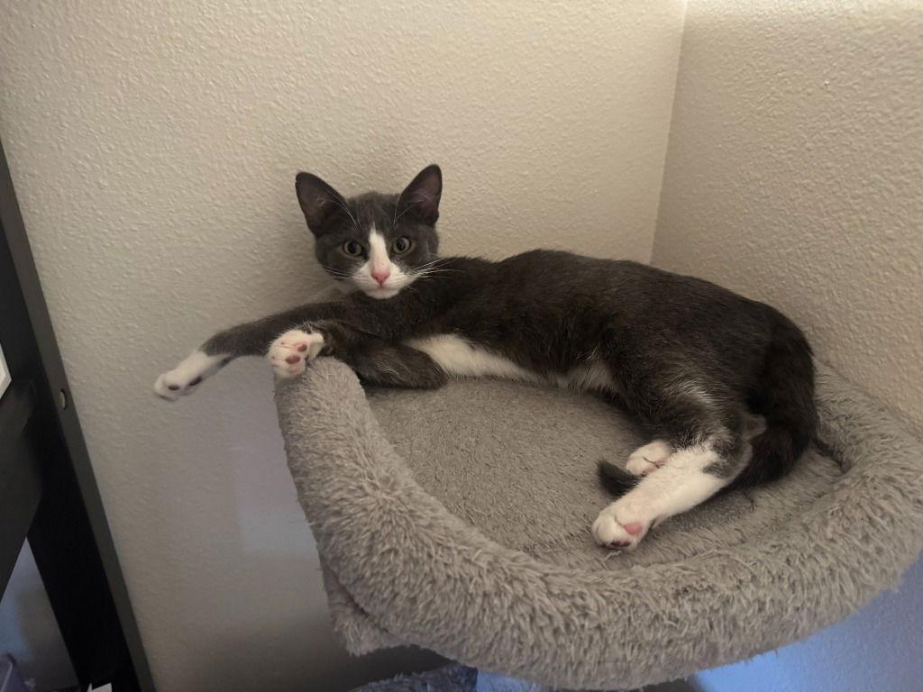 Janie, a Adoptable Domestic Short Hair in St. Helens, OR image 1/3