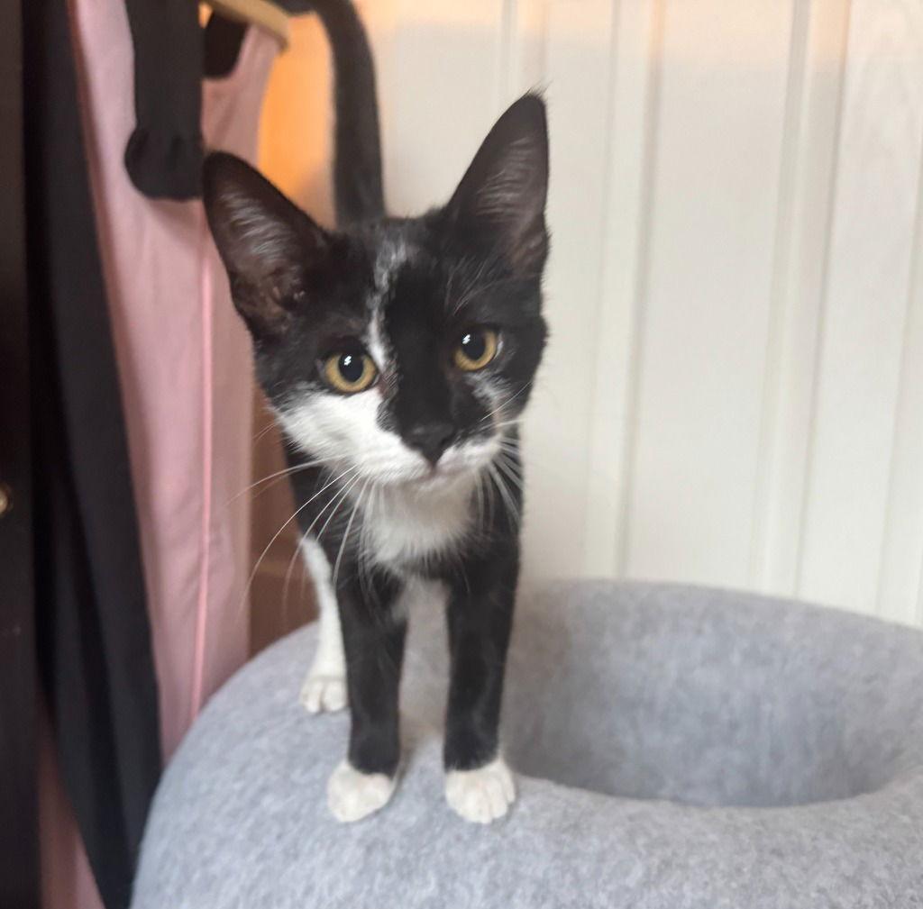 Janie, a Adoptable Domestic Short Hair in St. Helens, OR image 2/3