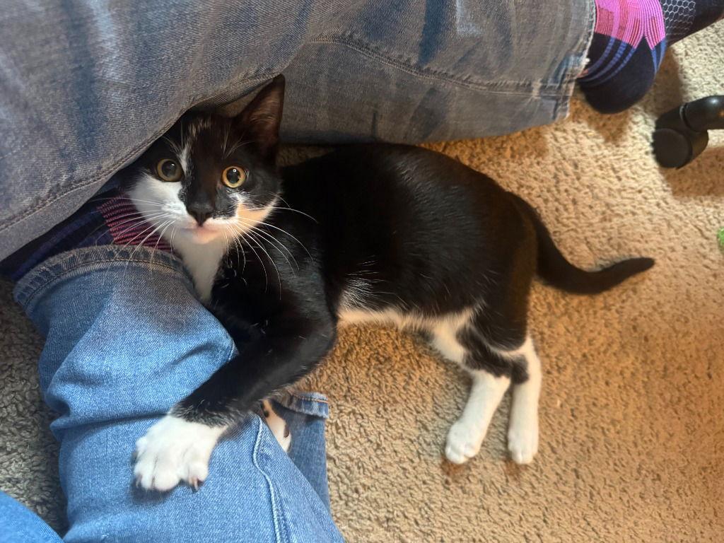 Janie, a Adoptable Domestic Short Hair in St. Helens, OR image 3/3