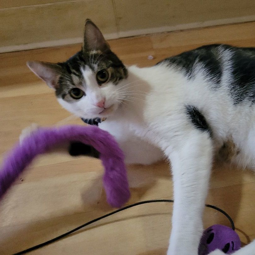 Cameron, a Adoptable Domestic Short Hair in East Brunswick, NJ image 4/6