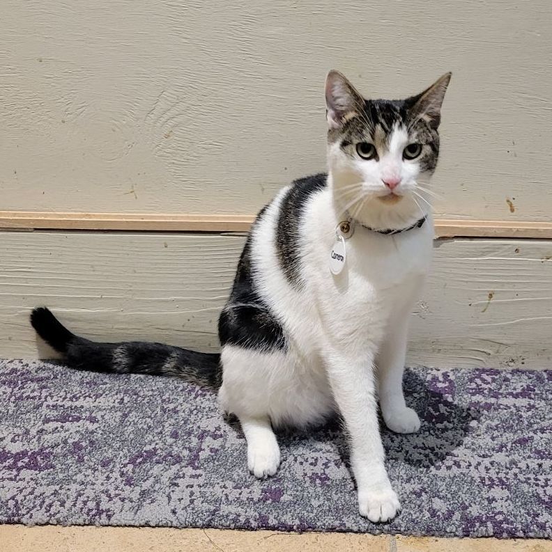 Cameron, a Adoptable Domestic Short Hair in East Brunswick, NJ image 2/6