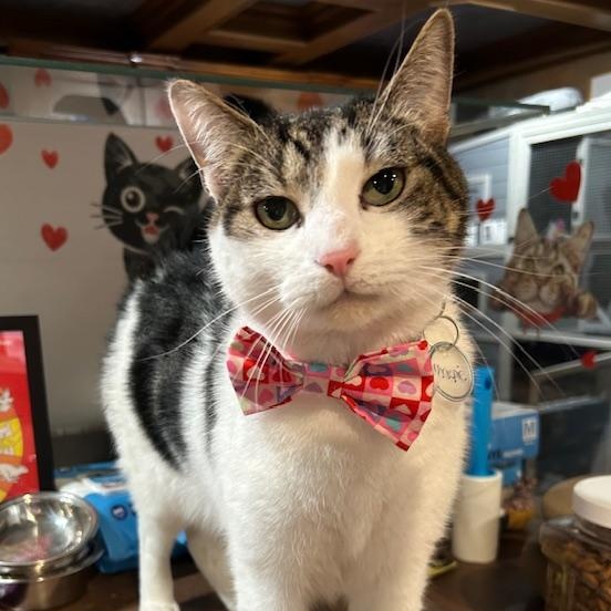 Enlarge Cameron, a Adoptable Domestic Short Hair in East Brunswick, NJ image 1/6