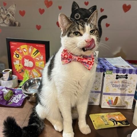 Enlarge Cameron, a Adoptable Domestic Short Hair in East Brunswick, NJ image 5/6