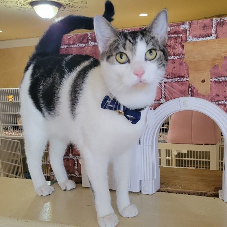 Cameron, a Adoptable Domestic Short Hair in East Brunswick, NJ image 3/6