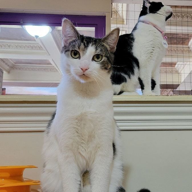 Cameron, a Adoptable Domestic Short Hair in East Brunswick, NJ image 5/6