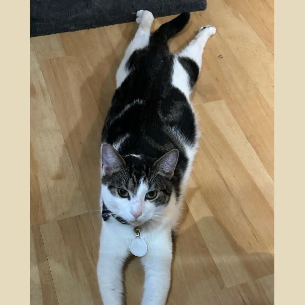 Cameron, a Adoptable Domestic Short Hair in East Brunswick, NJ image 6/6