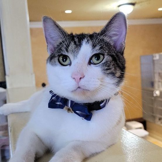 Cameron, Adoptable, Young Male Domestic Short Hair.