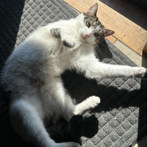 Enlarge Cameron, a Adoptable Domestic Short Hair in East Brunswick, NJ image 3/6