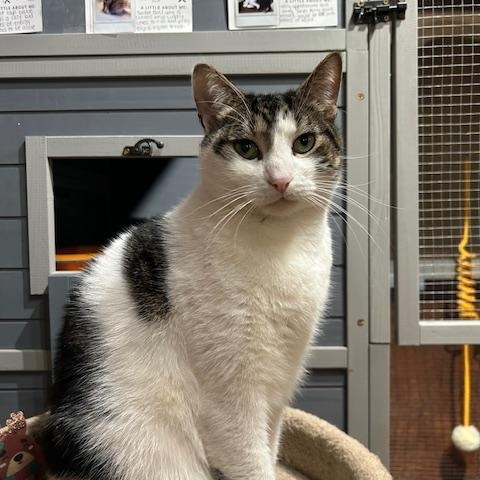 Enlarge Cameron, a Adoptable Domestic Short Hair in East Brunswick, NJ image 6/6