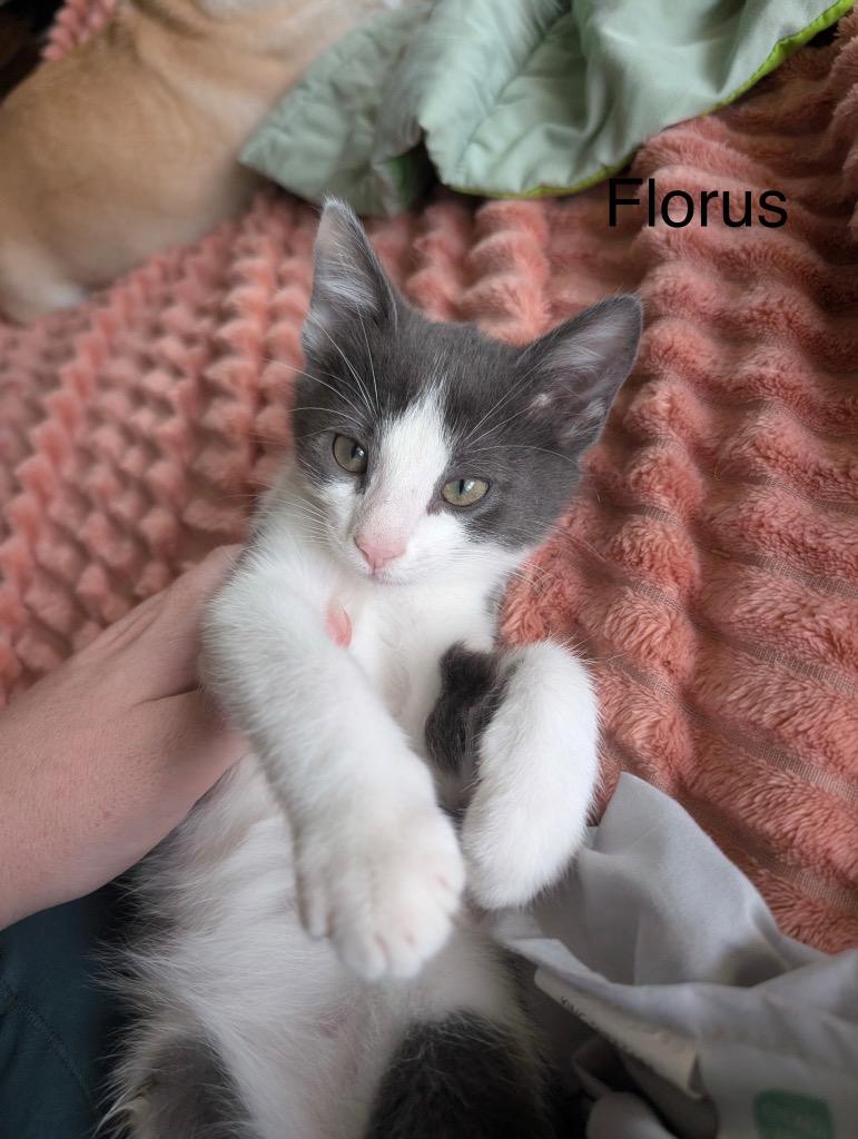 Enlarge Florus, a Adopted mixed breed in Heber City, UT image 1/1