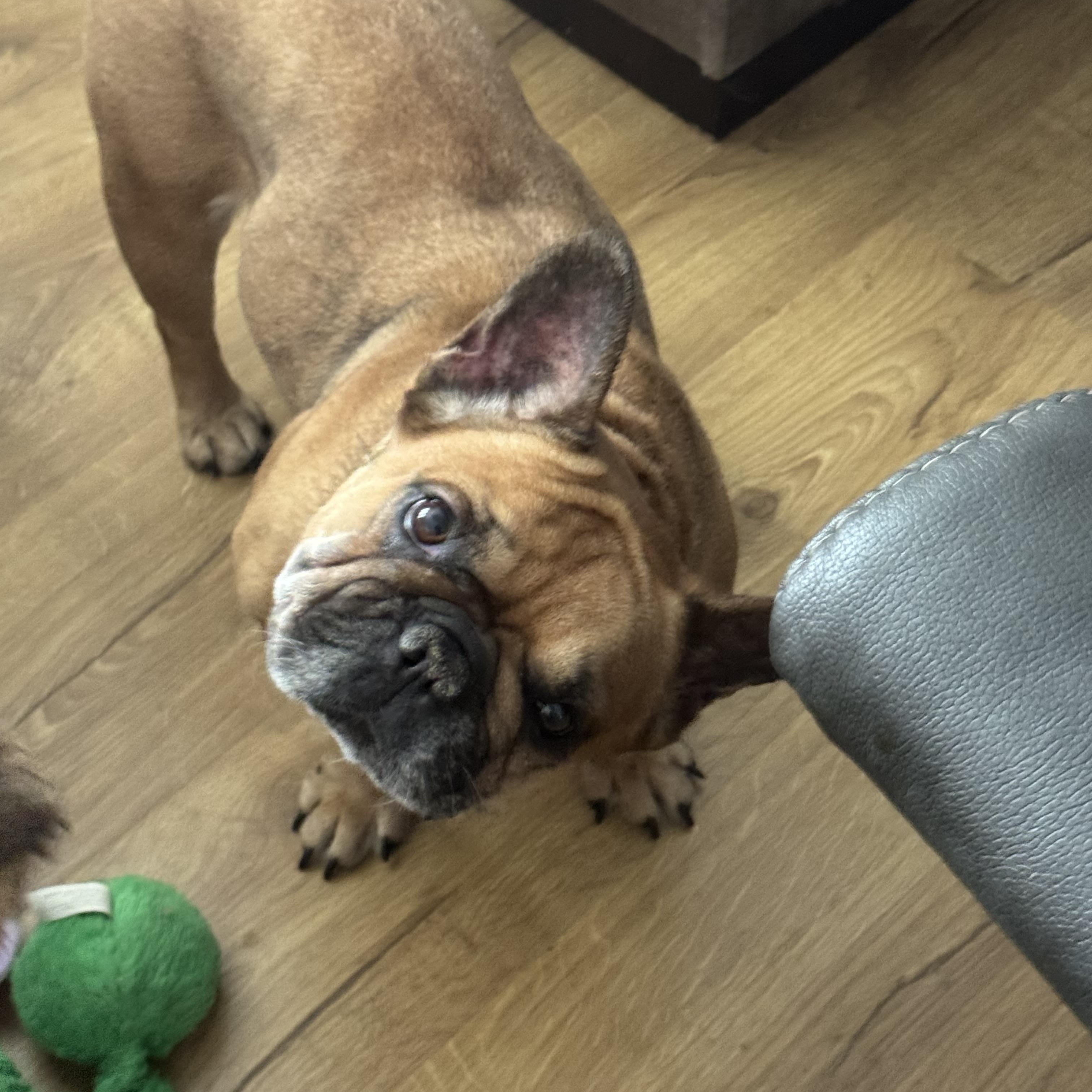 Enlarge Emmy , a ADOPTABLE French Bulldog in North Freedom, WI image 3/5