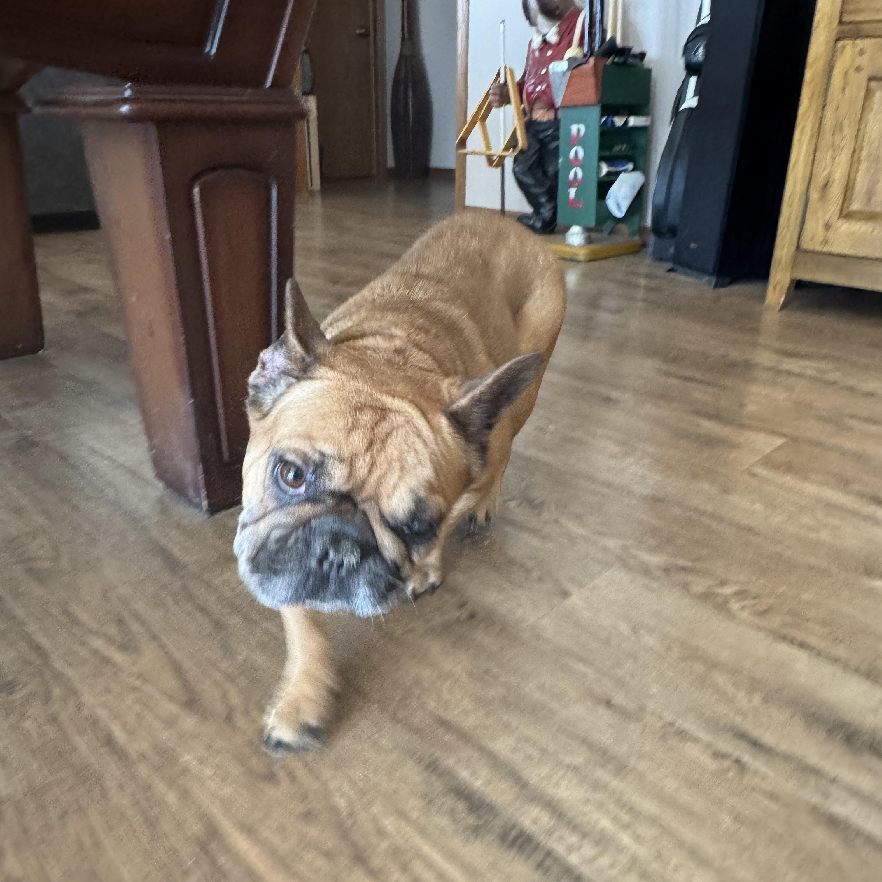 Enlarge Emmy , a ADOPTABLE French Bulldog in North Freedom, WI image 4/5