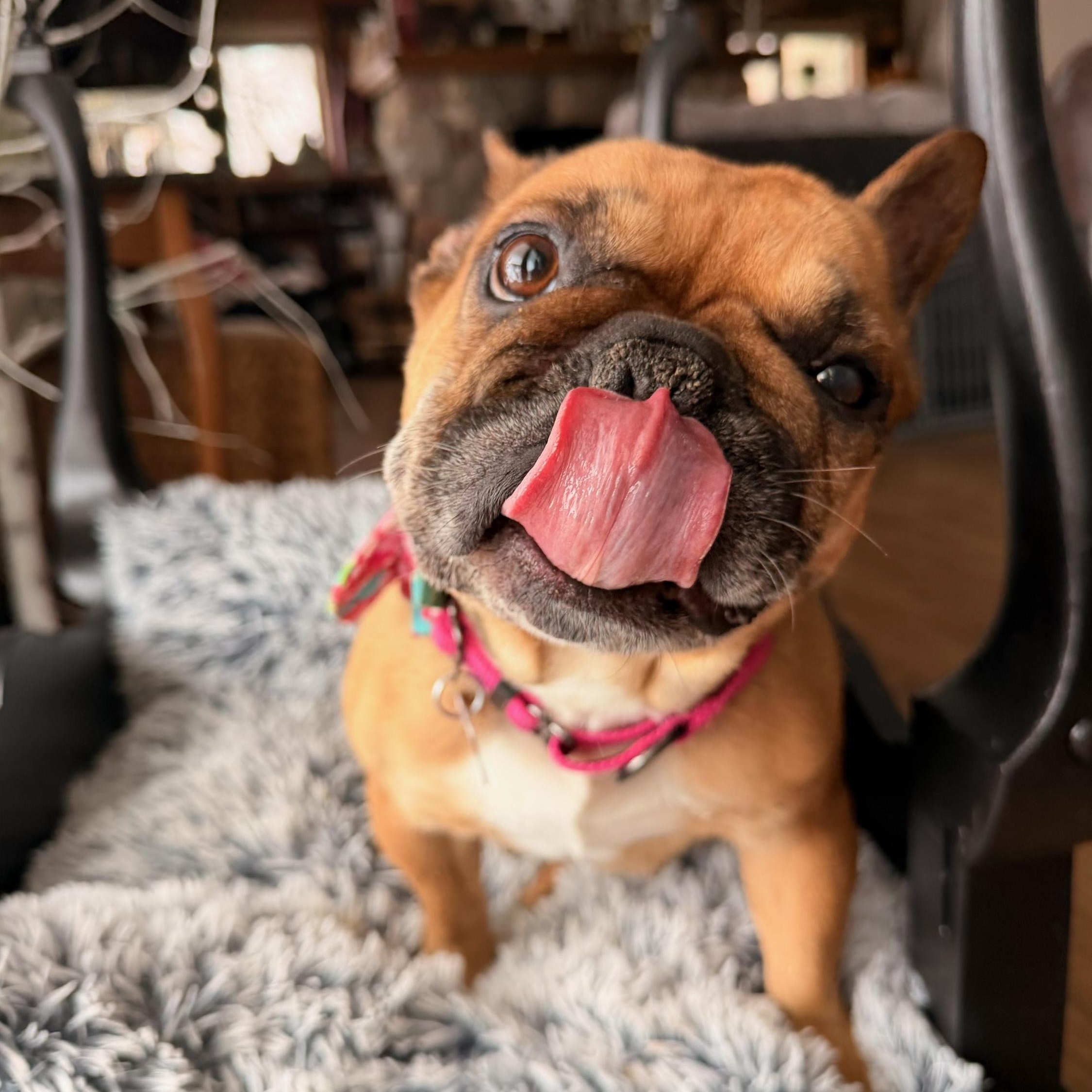 Emmy , a ADOPTABLE French Bulldog in North Freedom, WI image 4/6