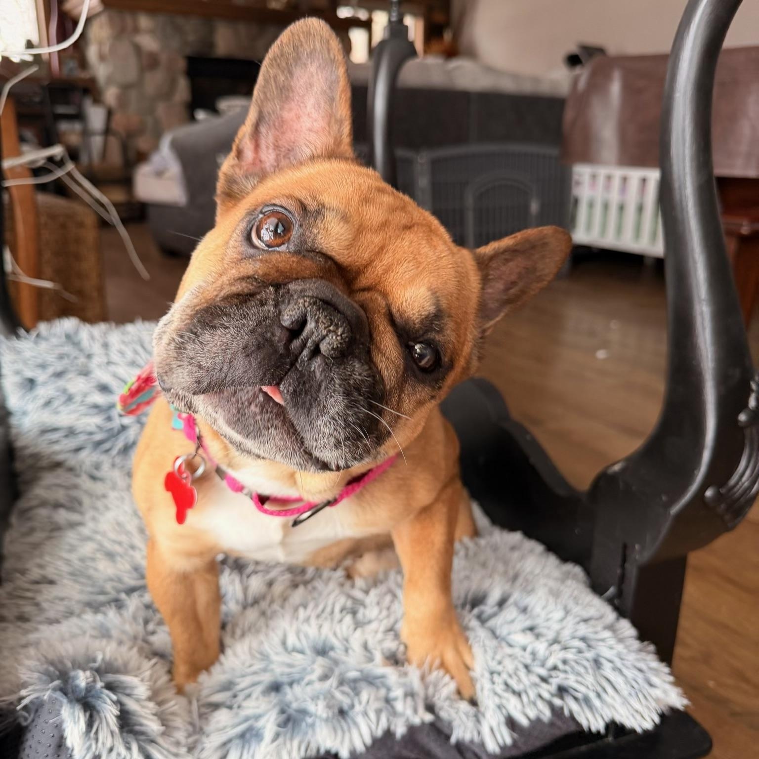 Emmy , a ADOPTABLE French Bulldog in North Freedom, WI image 2/6