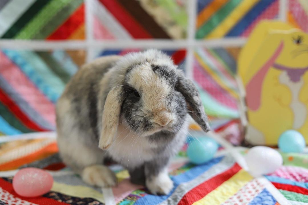 Peanut Butter, Adopted, Adult Male Lop Eared.