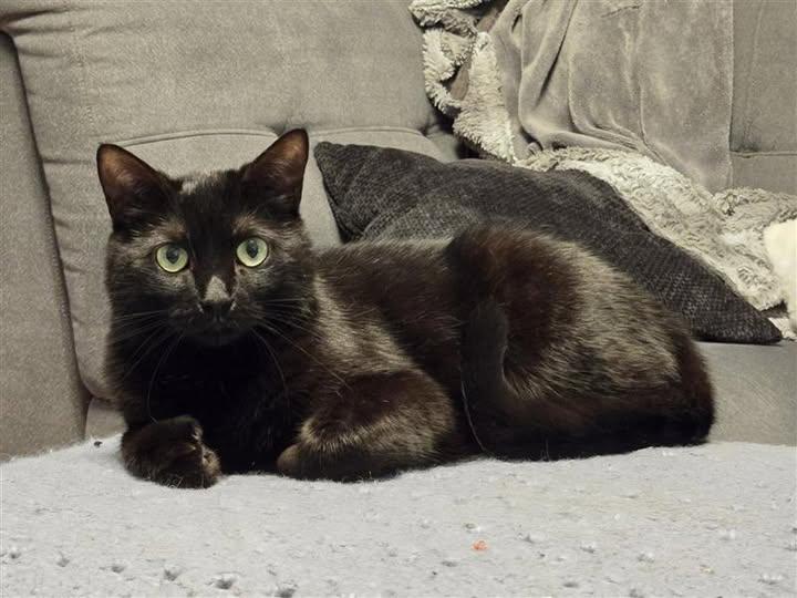 Enlarge Rosanette, a ADOPTABLE Domestic Short Hair in Sainte-Martine, QC image 1/1