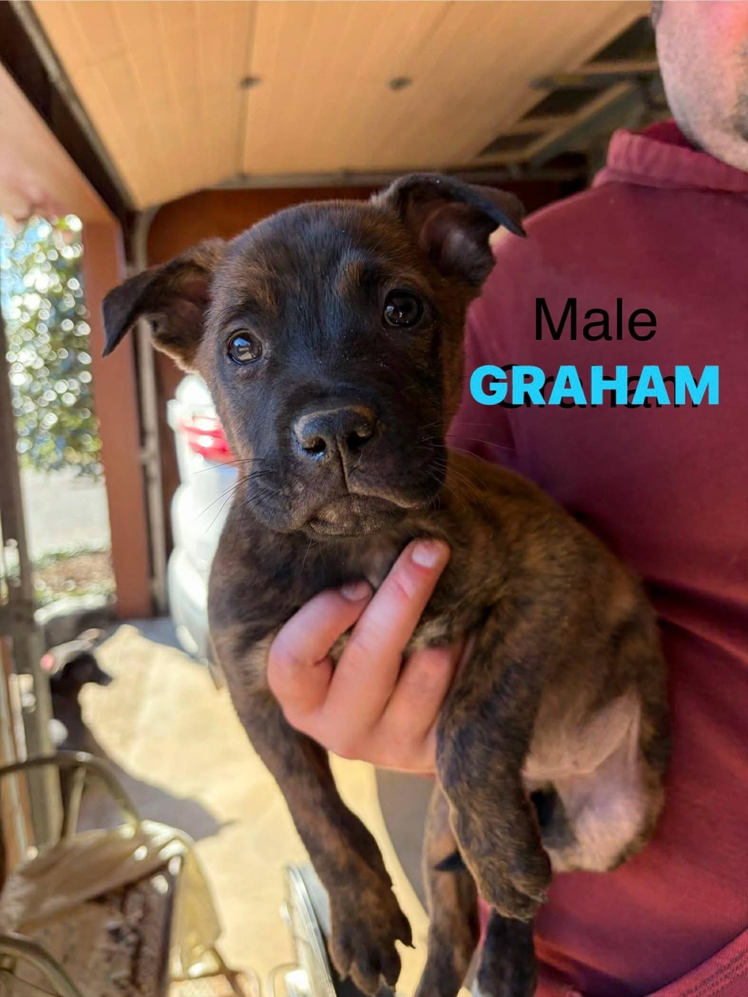 Enlarge Graham, a ADOPTABLE Mixed Breed in Schaumburg, IL image 6/6