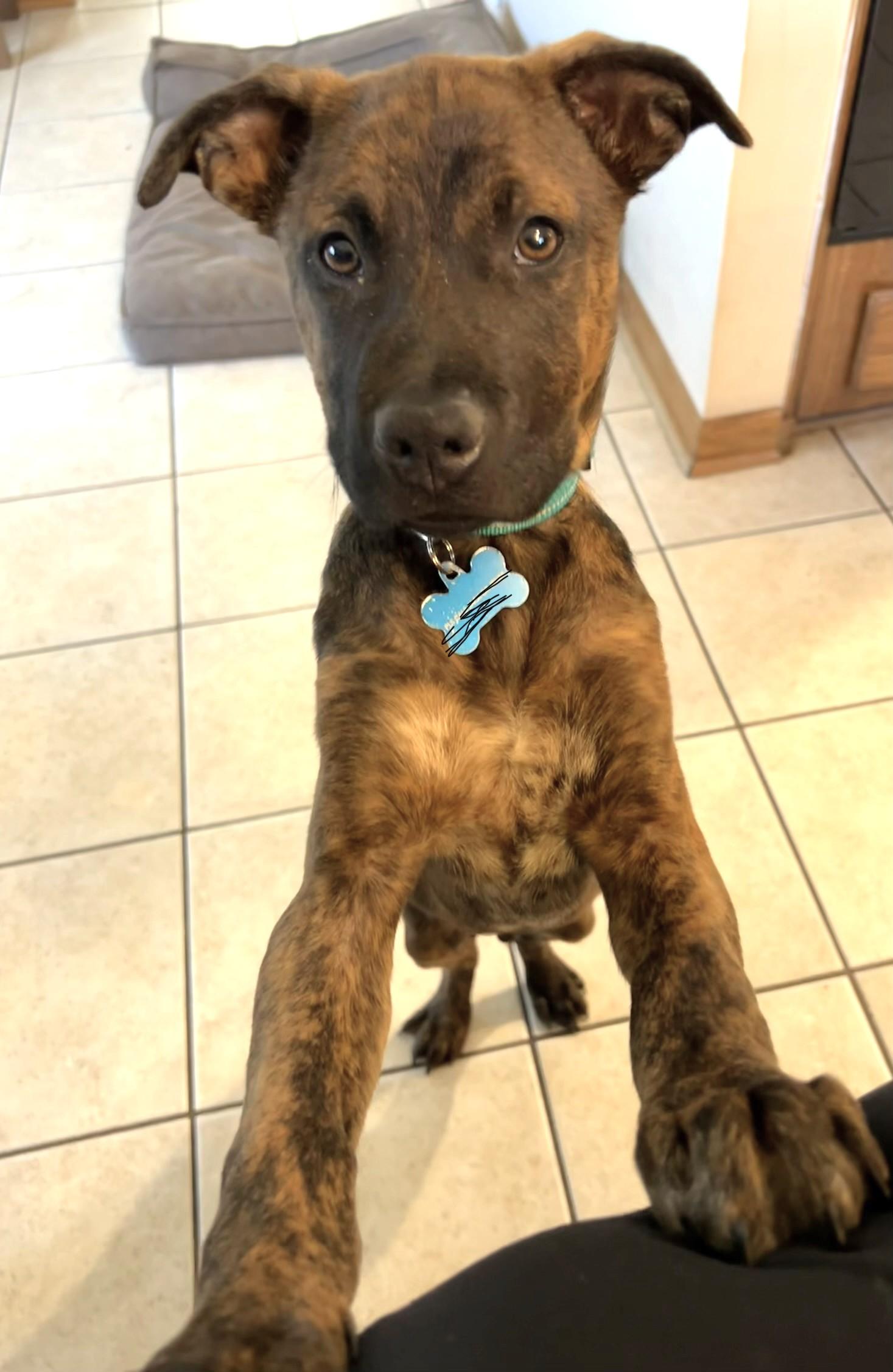 Enlarge Graham, a ADOPTABLE Mixed Breed in Schaumburg, IL image 5/6