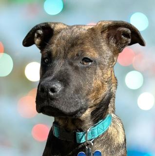 Graham, ADOPTABLE, Puppy Male Mixed Breed.