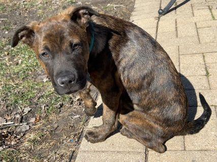 Enlarge Graham, a ADOPTABLE Mixed Breed in Schaumburg, IL image 3/6