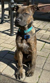 Enlarge Graham, a ADOPTABLE Mixed Breed in Schaumburg, IL image 4/6