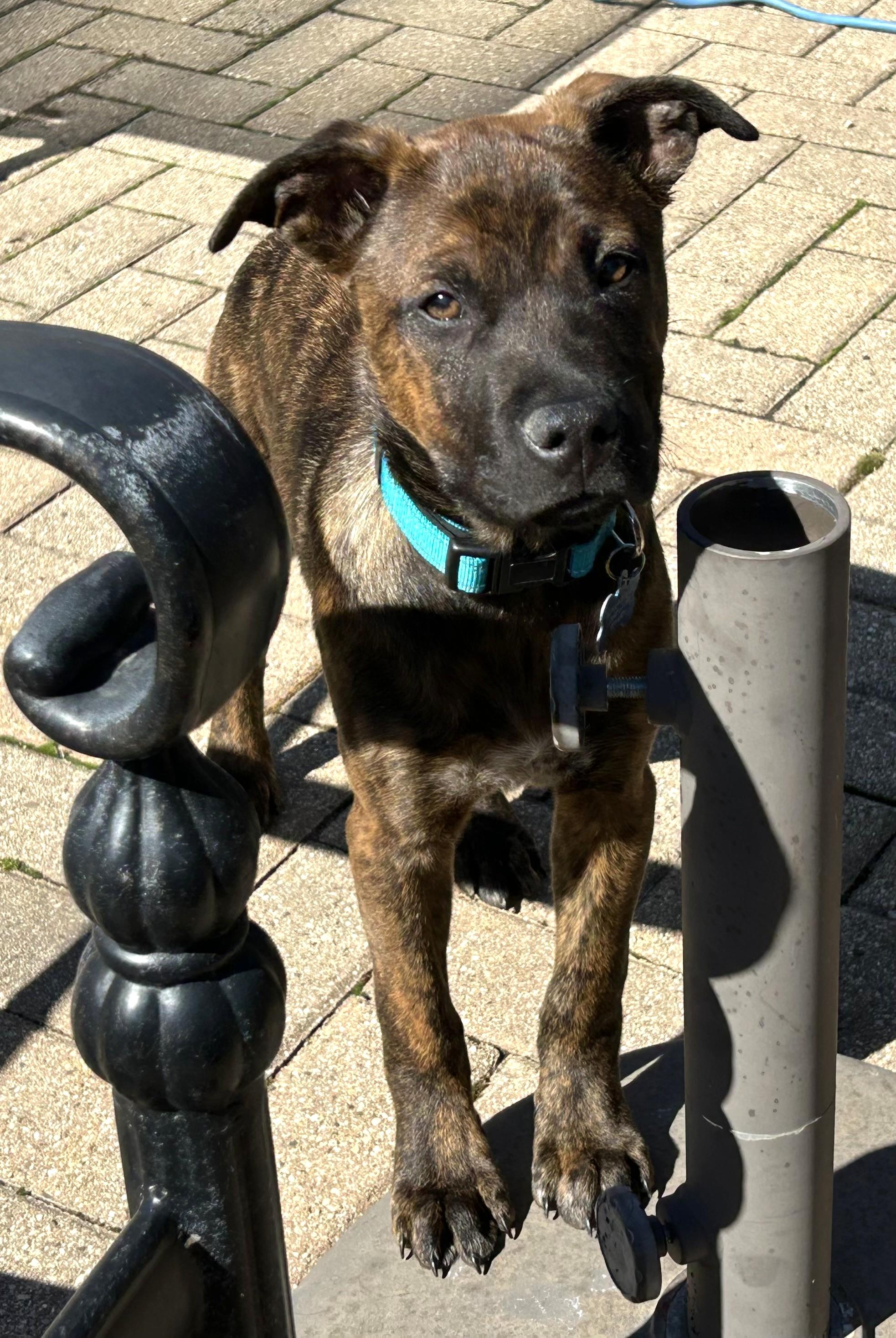 Enlarge Graham, a ADOPTABLE Mixed Breed in Schaumburg, IL image 2/6