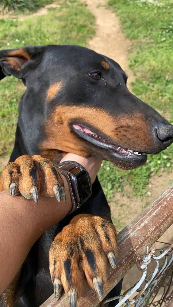 Enlarge Tank, a Adopted Doberman Pinscher in Chattanooga, TN image 1/1