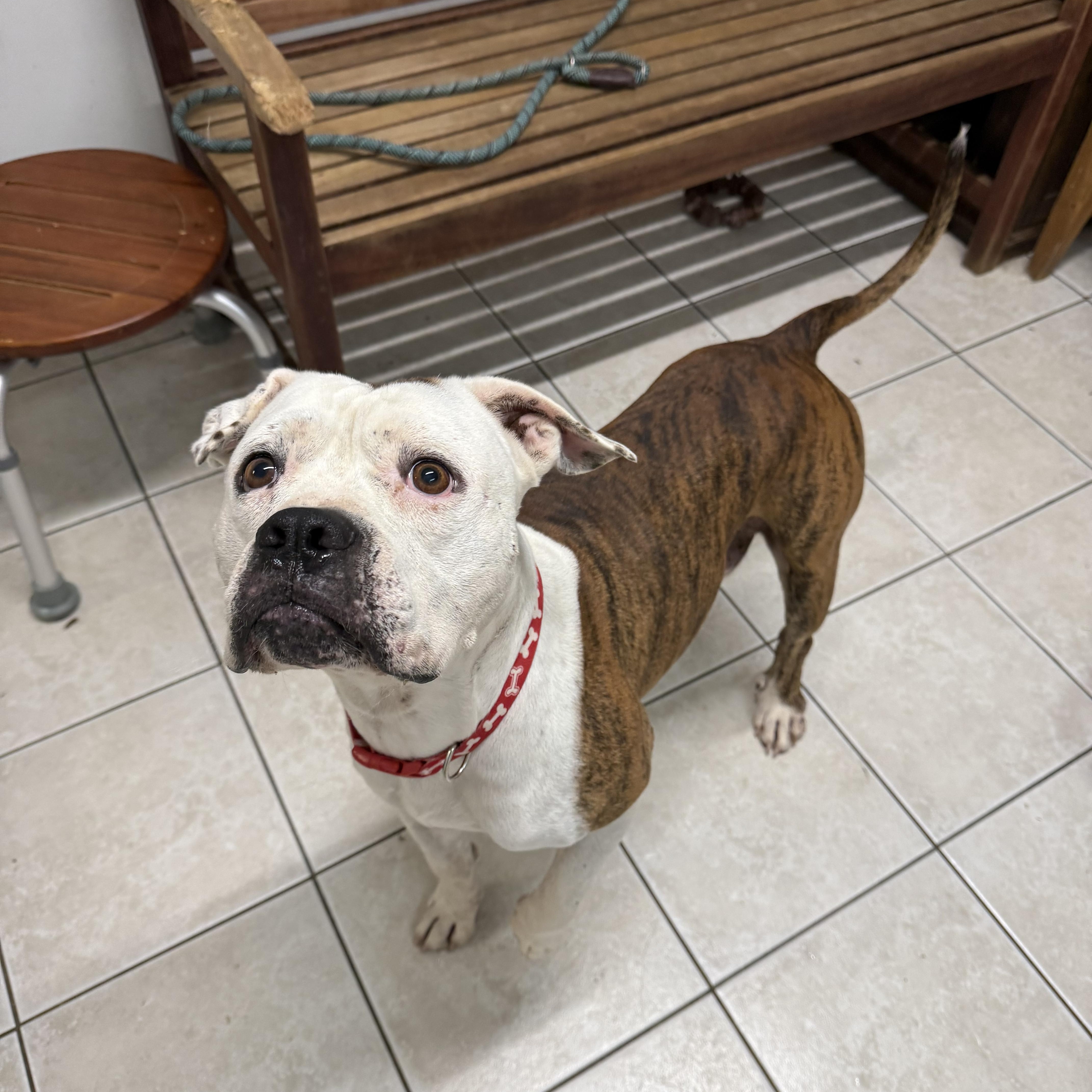 Turbo, Adoptable, Adult Male Boxer.