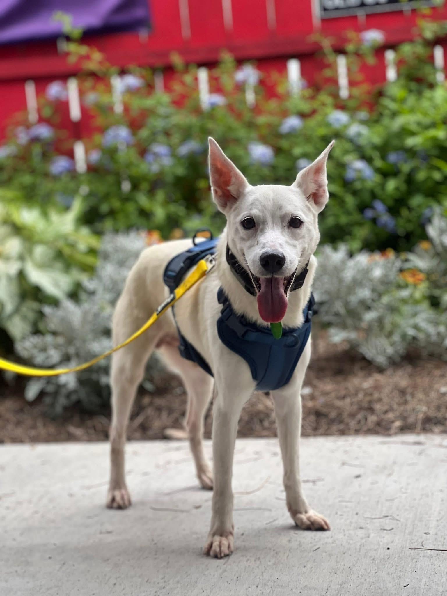 Meet Scout an absolutely adorable 5-year-old 20-pound terrier mix with a hint of Carolina dog and 
