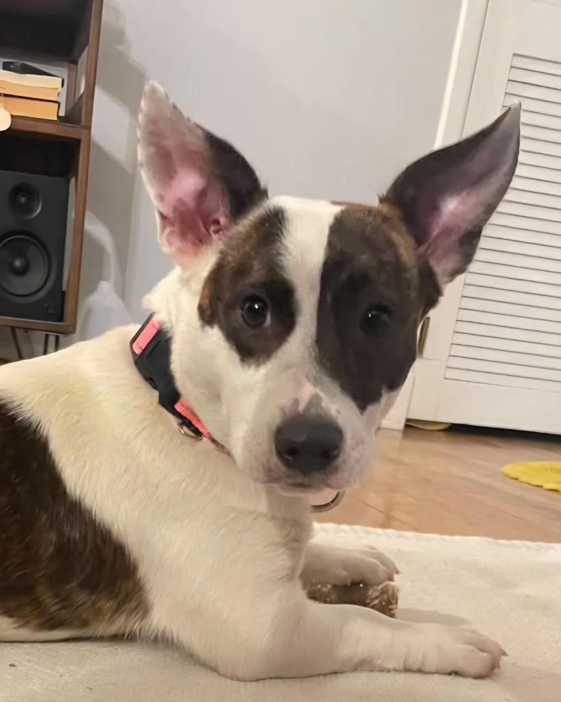 Enlarge Winnie, a Adoptable mixed breed in Indianola, IA image 1/1