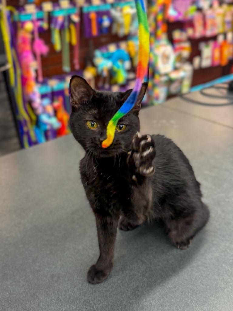 Purr-fessor Meowtastic (Kit), a Adoptable mixed breed in Calgary, AB image 1/4