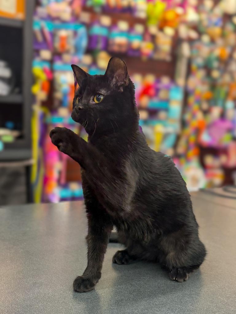 Purr-fessor Meowtastic (Kit), a Adoptable mixed breed in Calgary, AB image 2/4