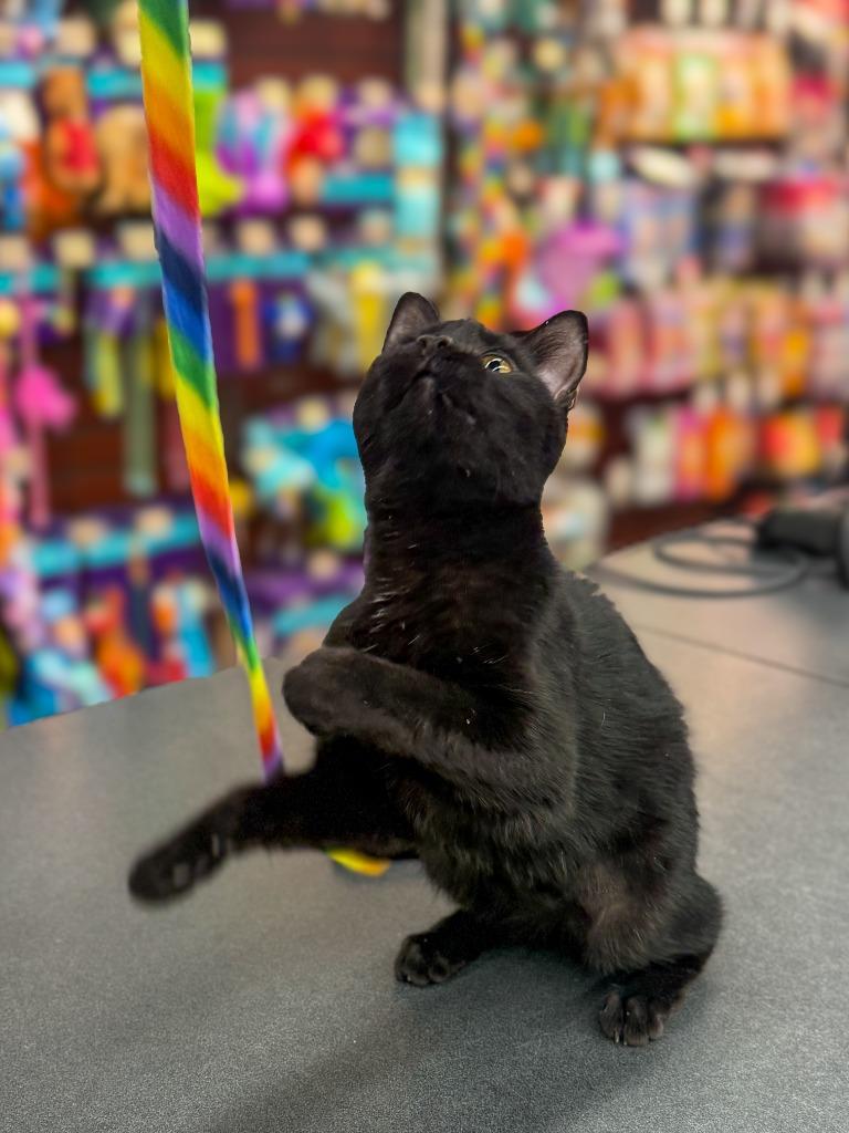 Purr-fessor Meowtastic (Kit), a Adoptable mixed breed in Calgary, AB image 3/4