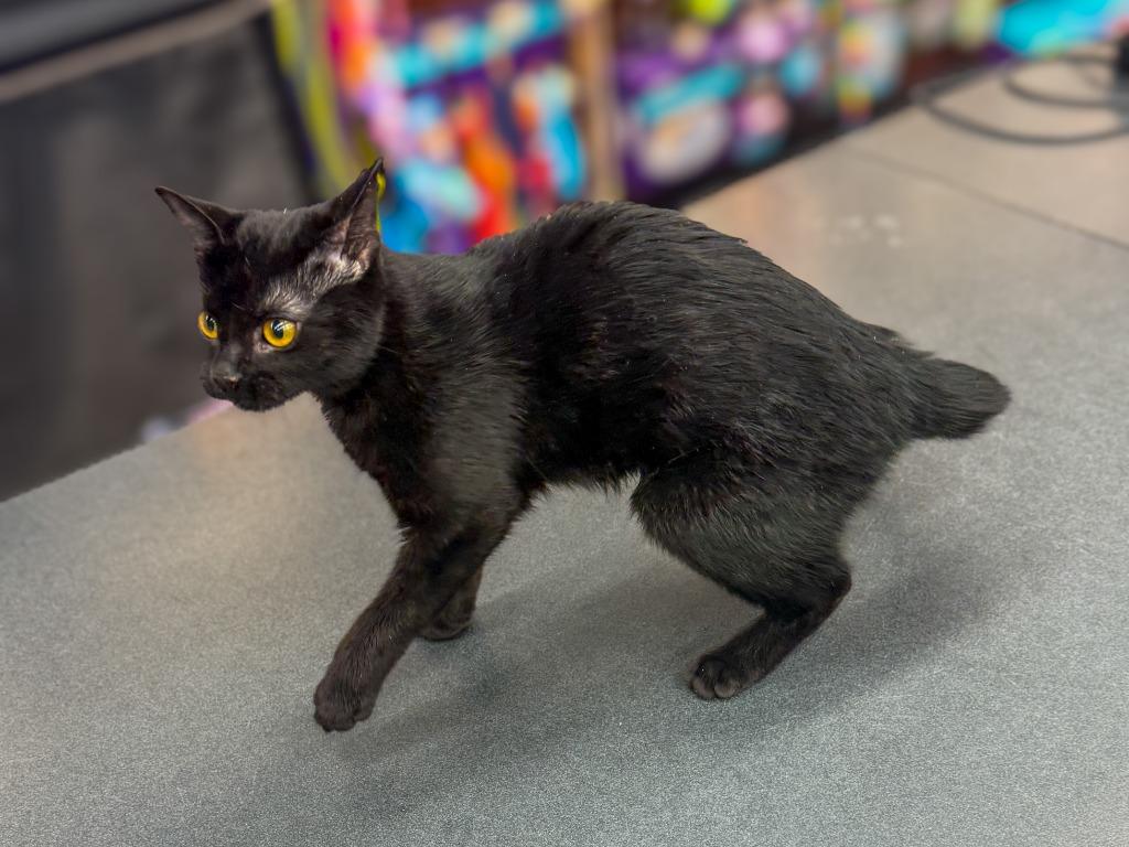 Purr-fessor Meowtastic (Kit), a Adoptable mixed breed in Calgary, AB image 4/4