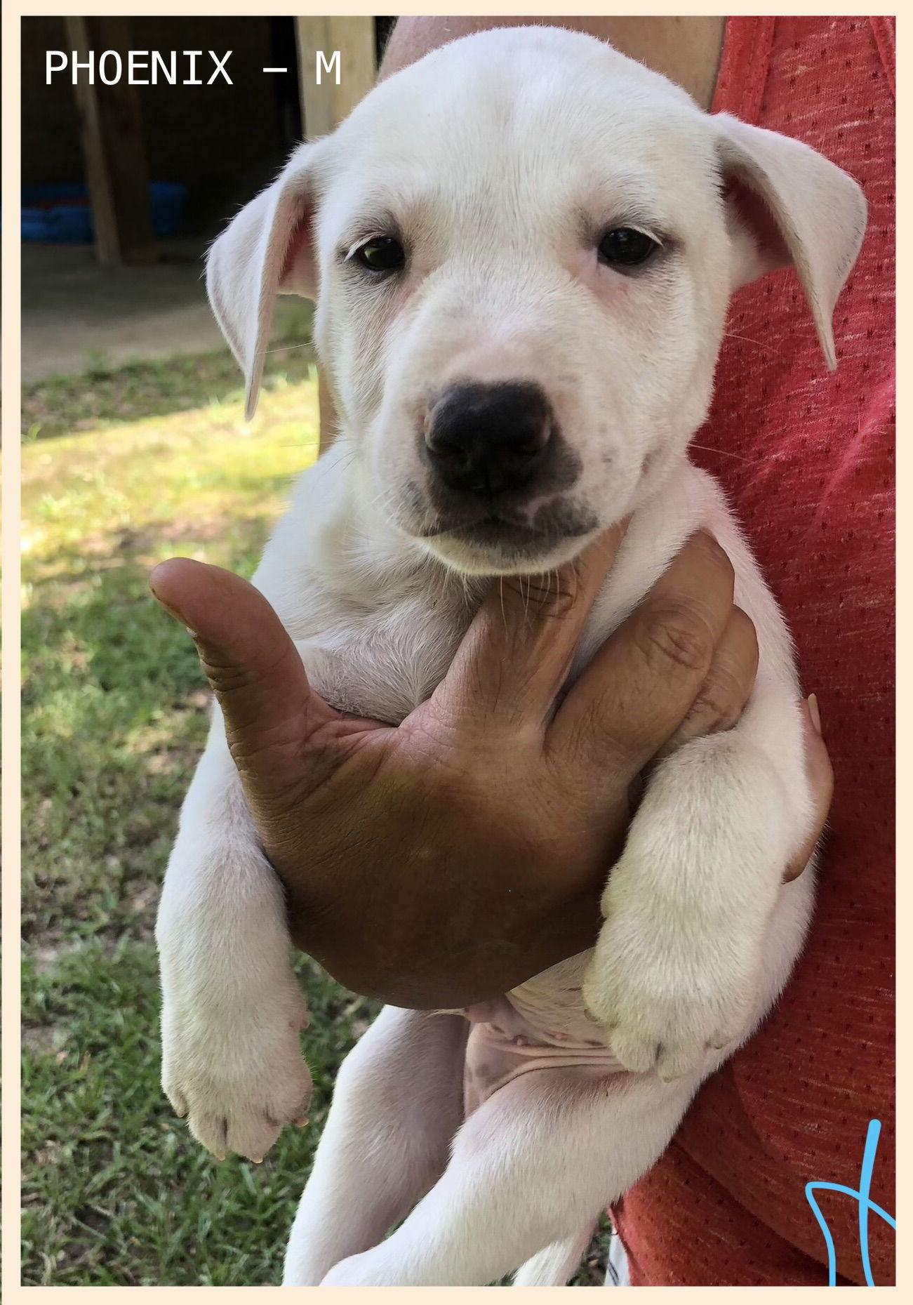 Phoenix/Ranger, Adopted, Puppy Male Terrier.