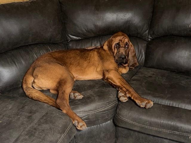 Enlarge Maggie, a ADOPTABLE Bloodhound in Dallas, TX image 5/5