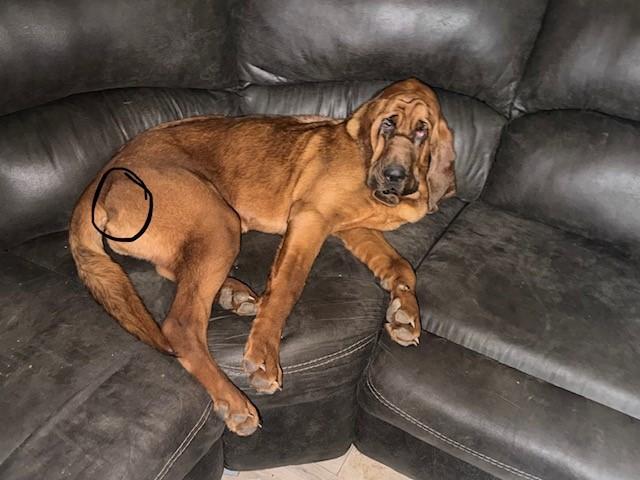 Enlarge Maggie, a ADOPTABLE Bloodhound in Dallas, TX image 4/5