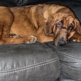 Enlarge Maggie, a ADOPTABLE Bloodhound in Dallas, TX image 2/5