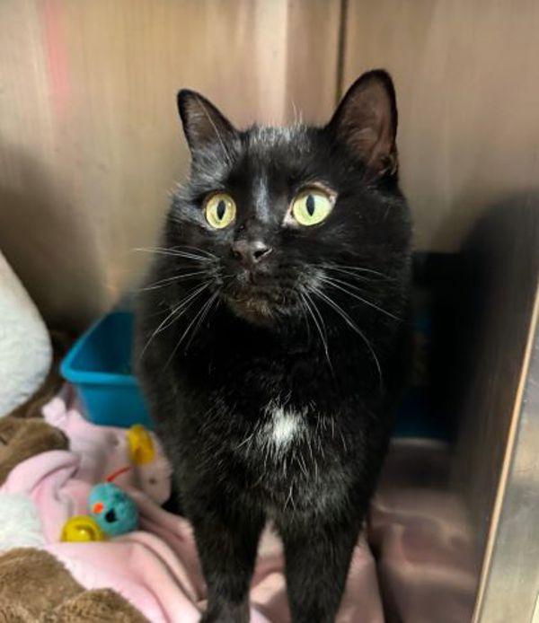 Miss Pippa, Adoptable, Senior Female Domestic Short Hair.