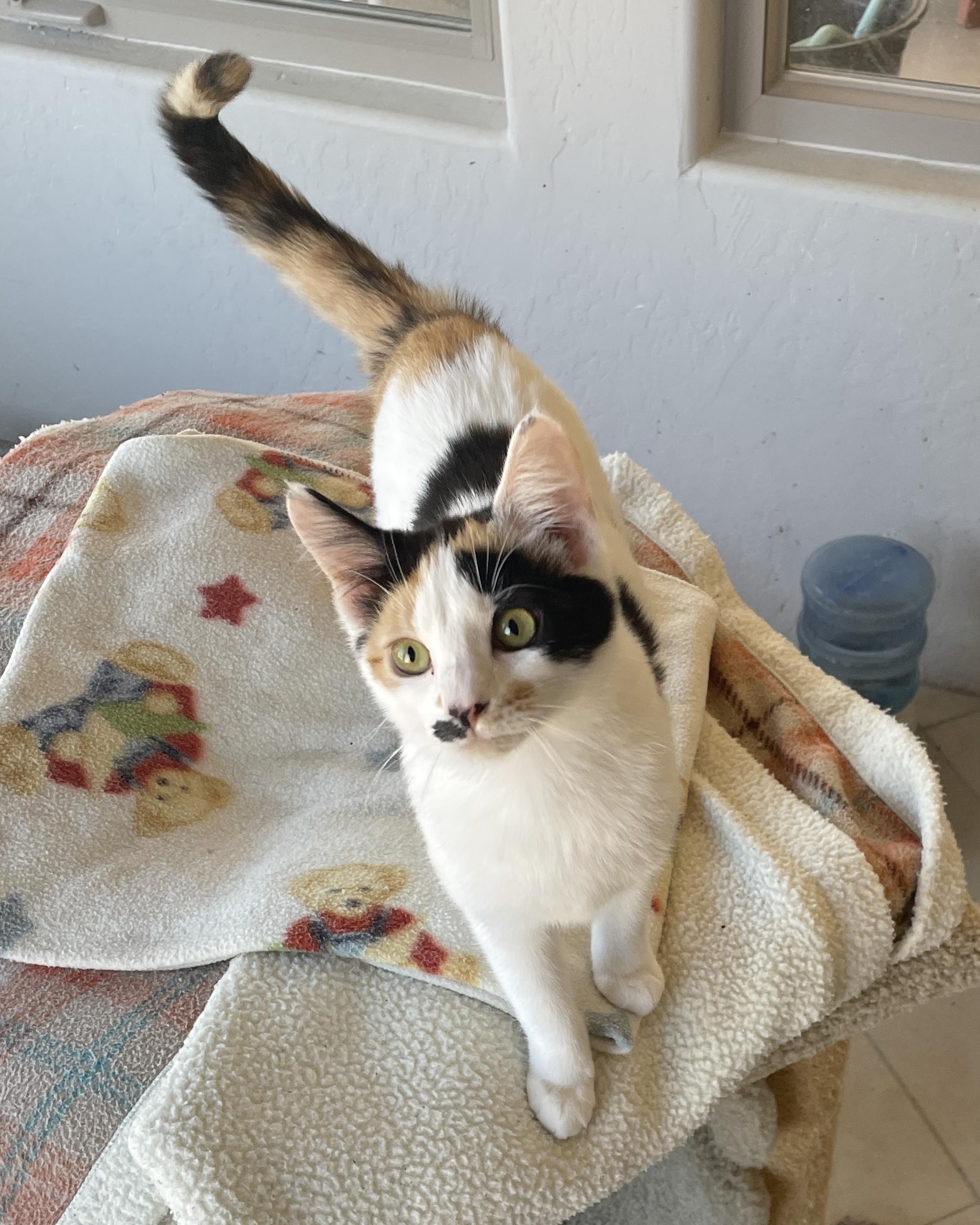 Enlarge Joy, a ADOPTABLE Domestic Short Hair in Albuquerque, NM image 2/2