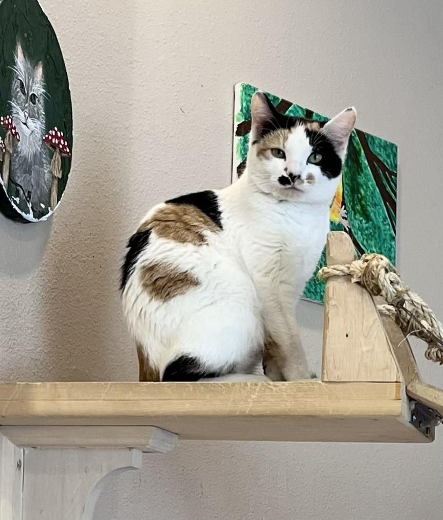 Enlarge Joy, a ADOPTABLE Domestic Short Hair in Albuquerque, NM image 1/2