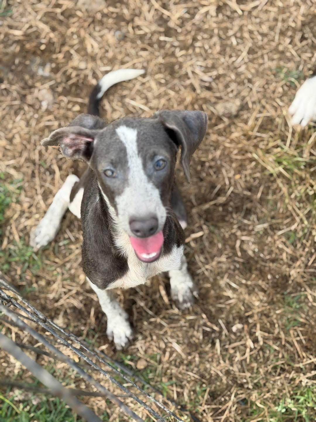 Delilah, adopted, Puppy Female Dachshund.