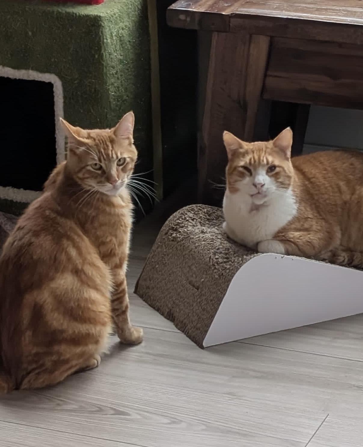 Mr. T and Ruori - bonded adults, ADOPTABLE, Adult Male Tabby.