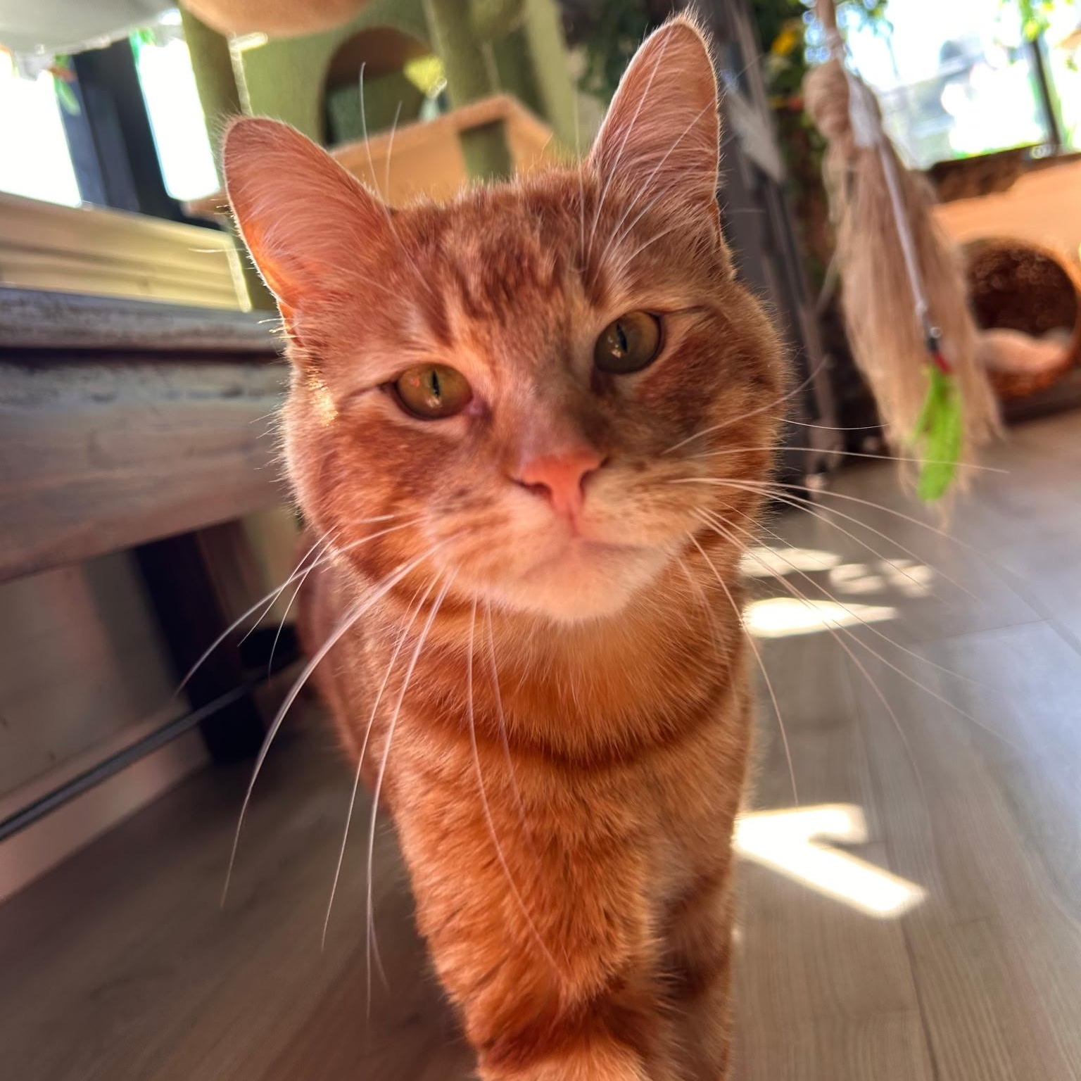 Enlarge Mr. T and Ruori - bonded adults, a ADOPTABLE Tabby in San Francisco, CA image 3/5