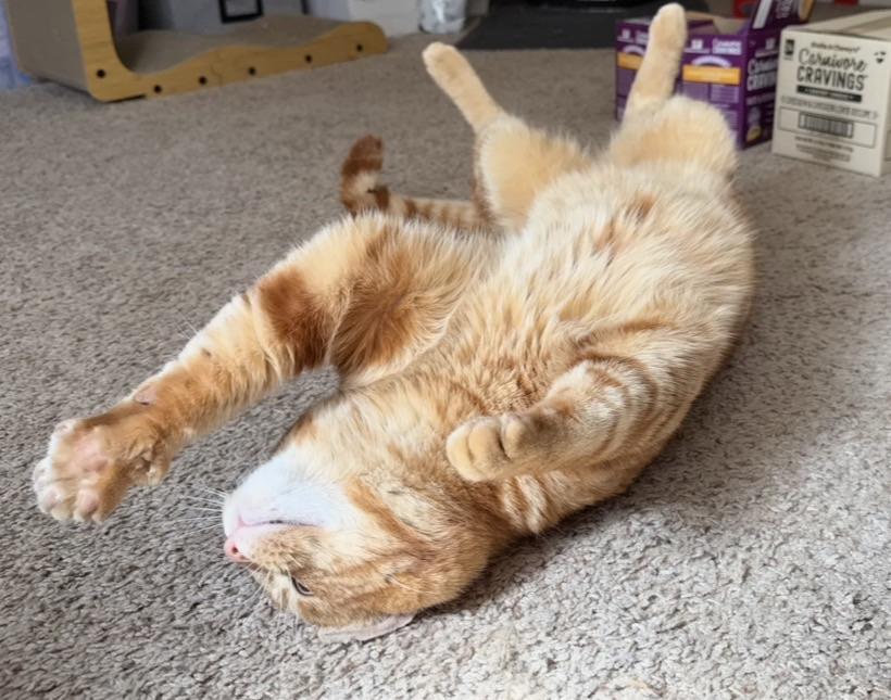 Enlarge Mr. T and Ruori - bonded adults, a ADOPTABLE Tabby in San Francisco, CA image 4/5