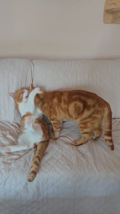 Enlarge Mr. T and Ruori - bonded adults, a ADOPTABLE Tabby in San Francisco, CA video 5/5